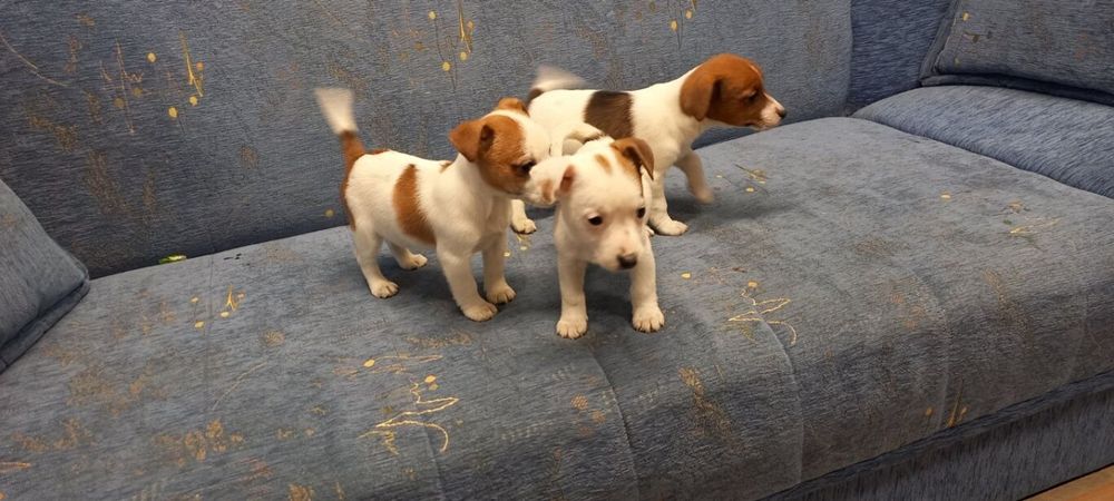 Jack Russell Terrier suczka