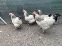 Casal ou trio de galinhas Sussex  light