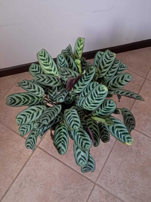 Калатея в горшку