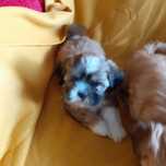 Lhasa apso kuzyn shih tzu