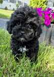 Shihpoo Samiec hybryda ras