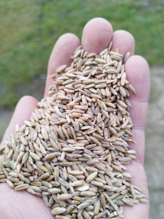 Owies/Żyto Ziarno ładne
