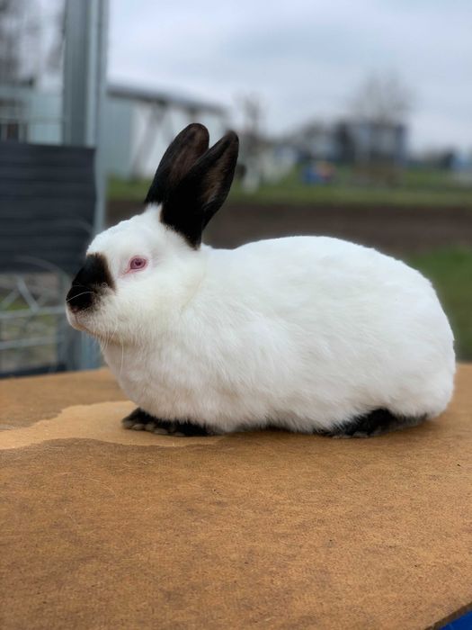 Króliki Kalifornijskie