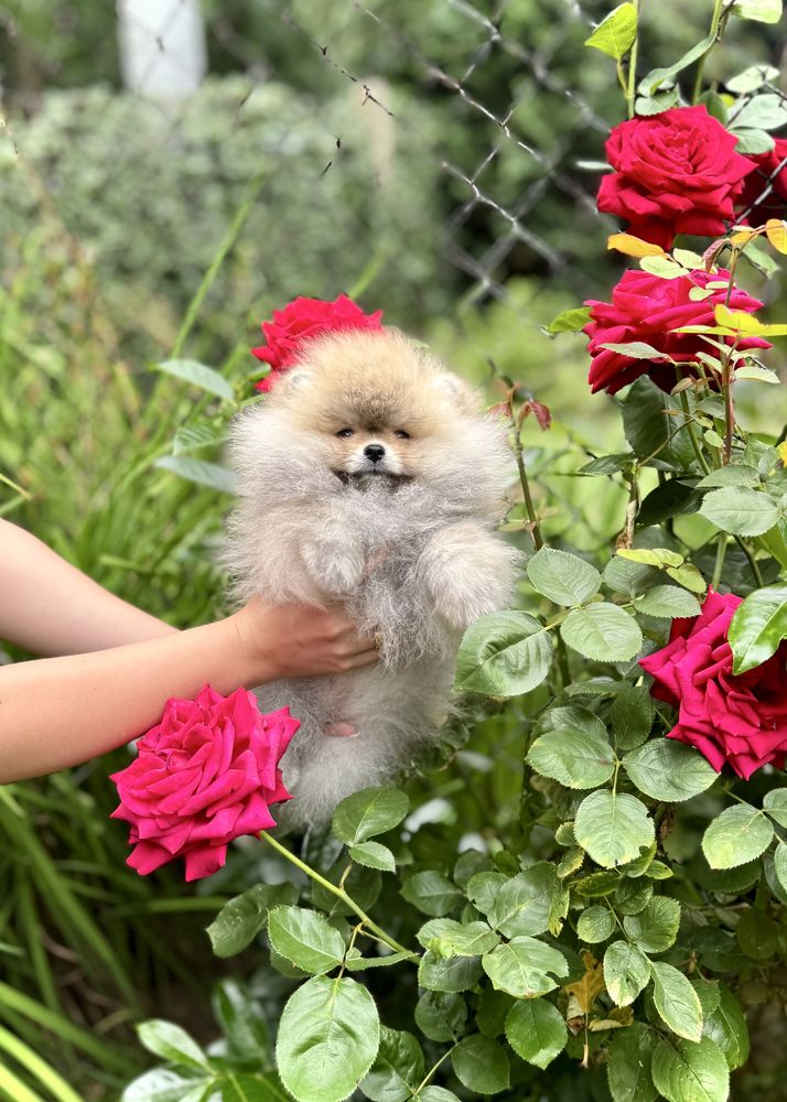Pomeranian Szpic Miniaturowy FCI Wyjątkowa piękność