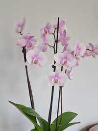 Орхидея Срочно! Цветущая