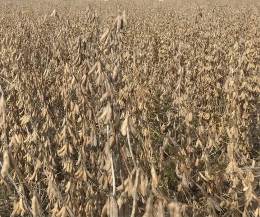 Ультрарання(над рання) соя  Ватсон продам