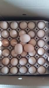 Інкубаційні Яйця Чеський Домінант