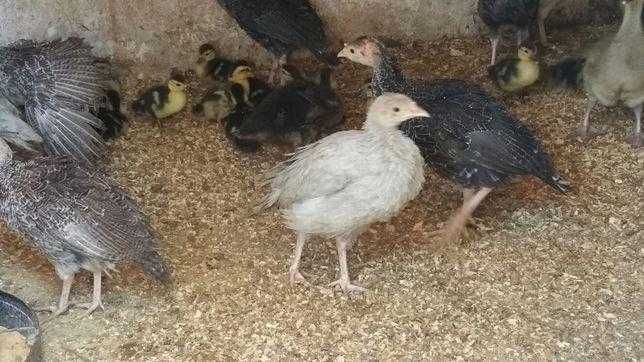Galos, frangos, galinhas  poedeiras, codornizes e ovos caseiros