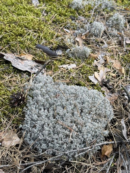 Живий та сухий лісовий мох