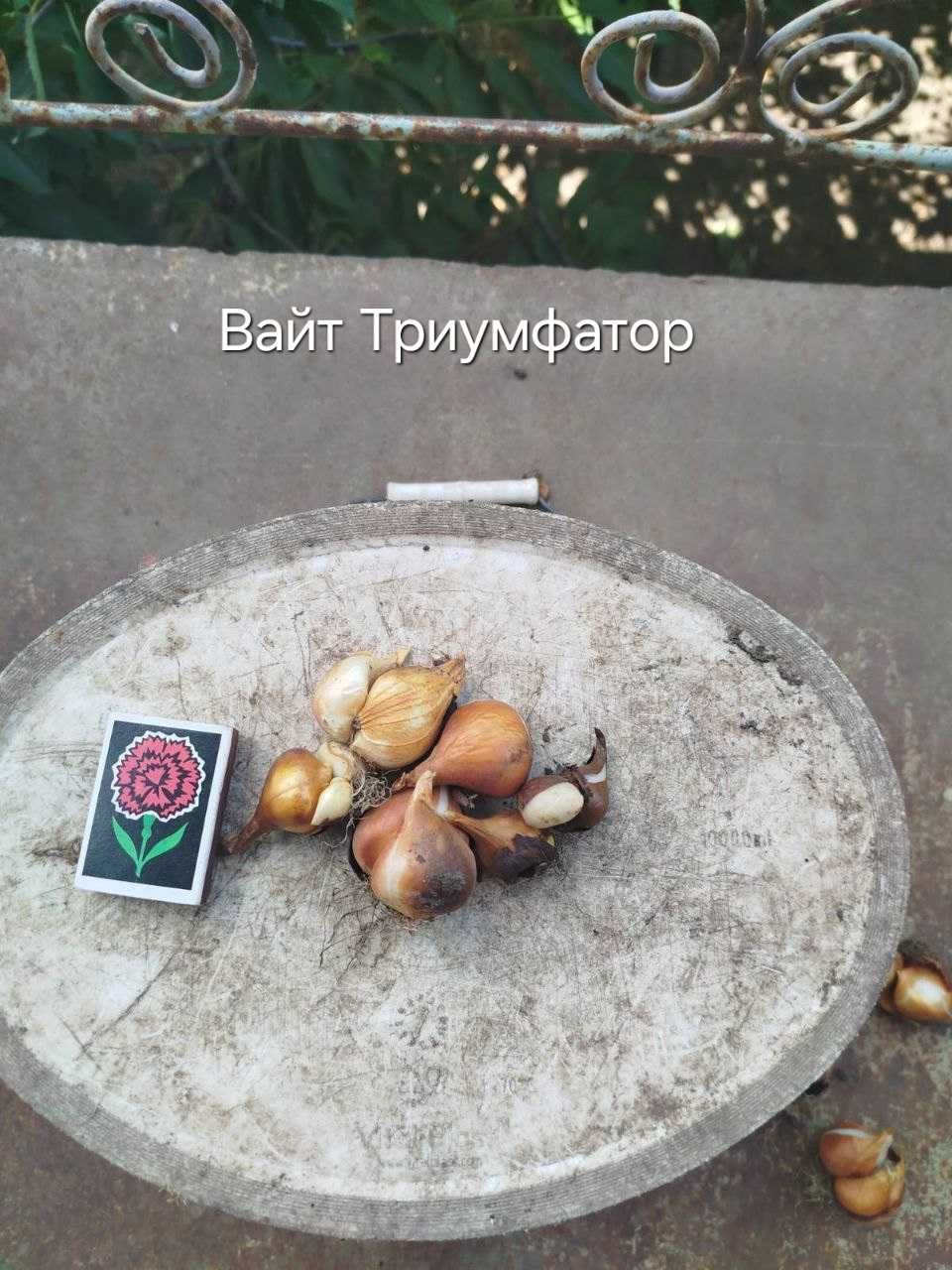 Продам элитную луковицу тюльпана