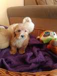 Tedi Cavapoo piesek gotowy do odbioru