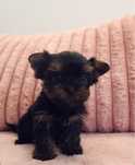 Yorkshire terrier - piesek z rodowodem - Dolar