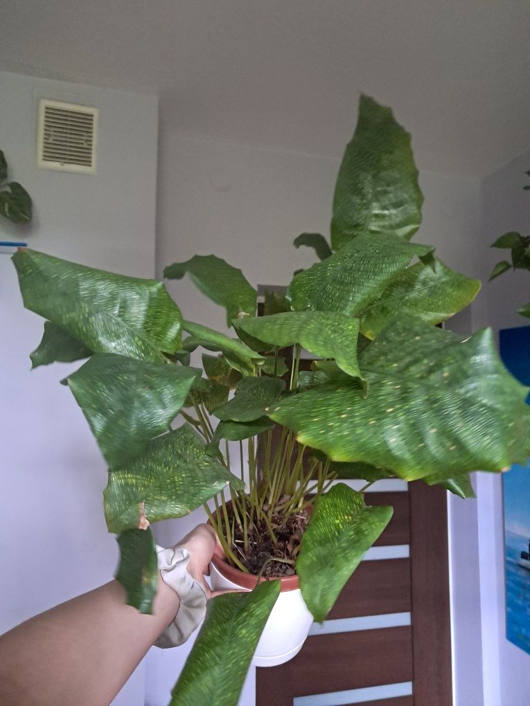 Calathea network kalatea mosaic mozaika kolekcjonerska
