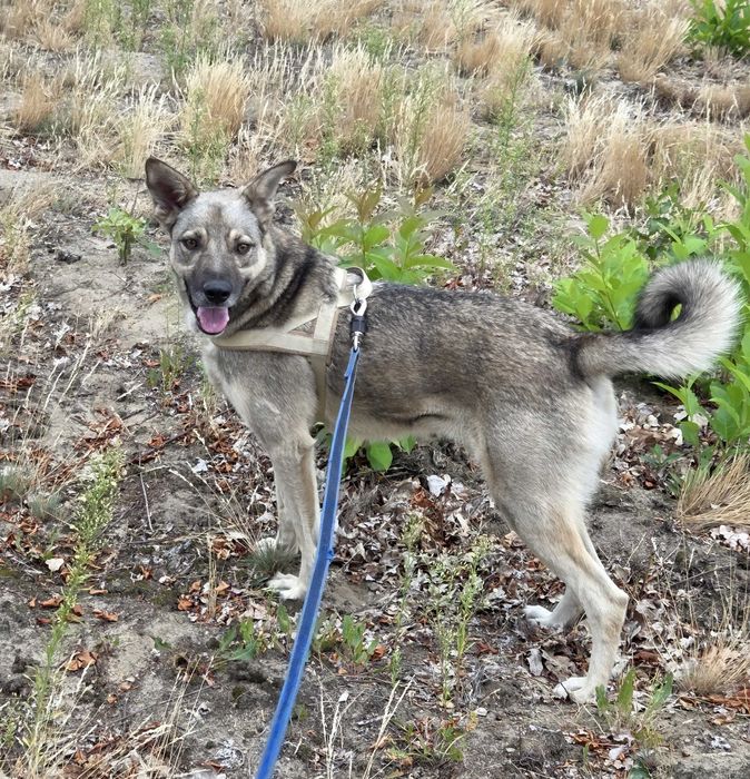Orinoko - młody, uroczy, łagodny i spokojny piesek czeka na dom
