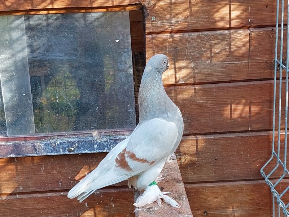 Blauwinder ,samiec 25r. Ładny gołąb. Pulsujący