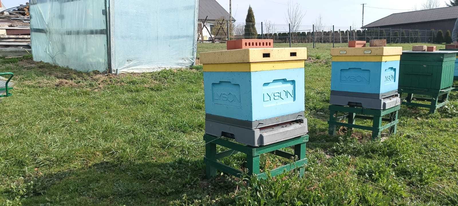Silne odkłady pszczele. Pszczoły. Ramka wielkopolska