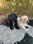 Caniche super dorcio