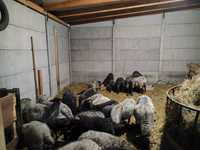 owce wrzosówki całe stado zarodowe dopłaty