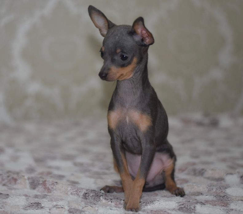 Хлопчик тойчик !