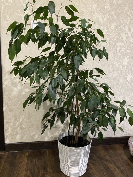 Вазон Ficus