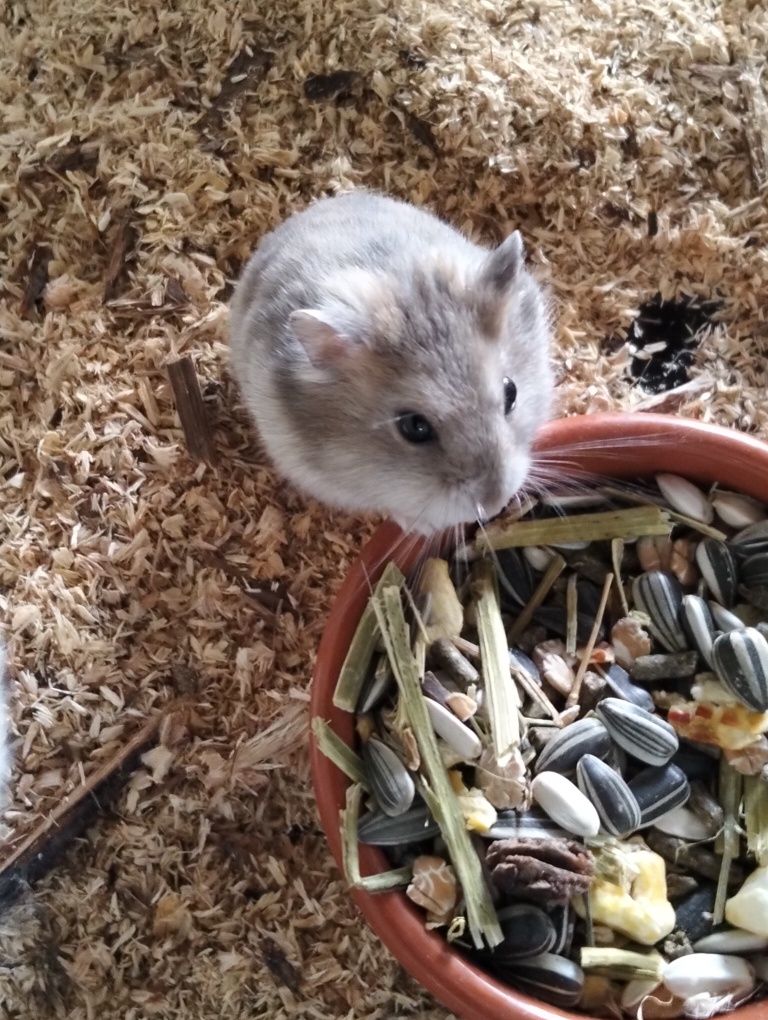 Hamster e gaiolas
