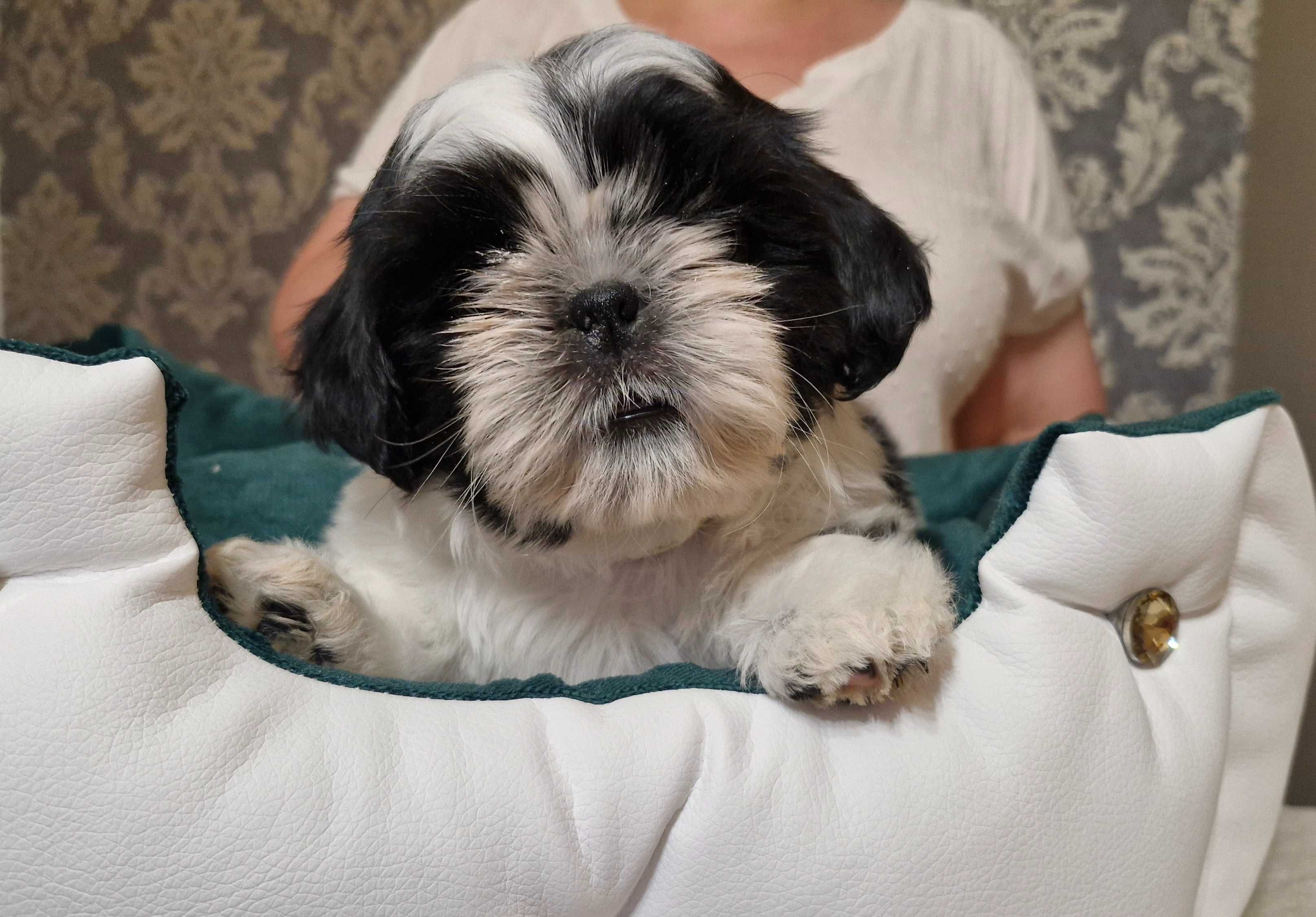 Śliczny chłopczyk  Shih Tzu ZKwP(FCI)