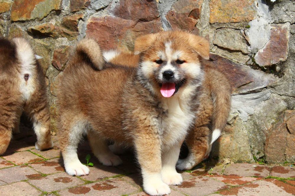 Akita Inu Japońska szczeniak