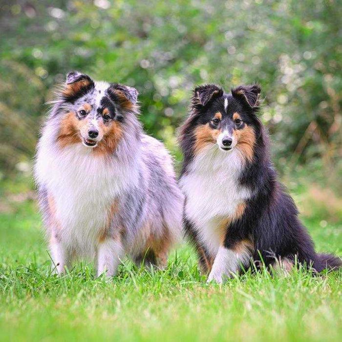 Owczarek szetlandzki (sheltie),  mini sunia trikolor