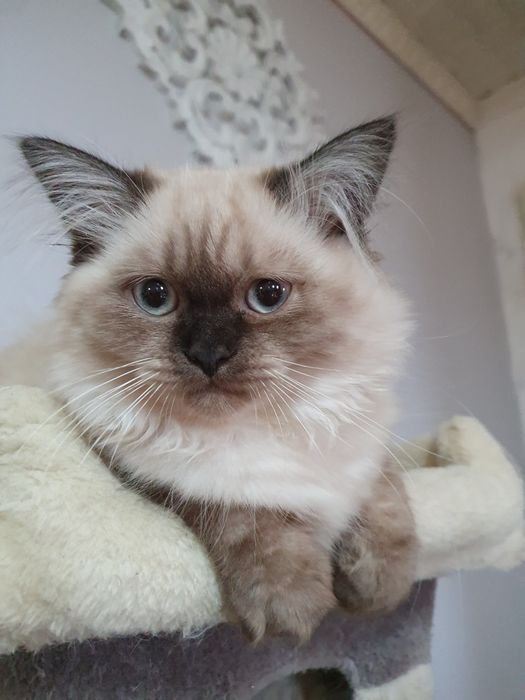 Kocurek długowłosy czekoladowy point