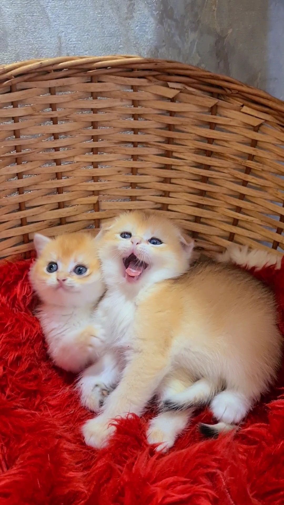 Шикарные котята золотой шиншиллы