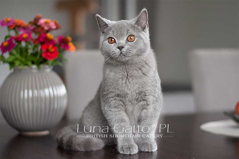 Kocur brytyjski, kot brytyjski niebieski - Rodowód FIFe