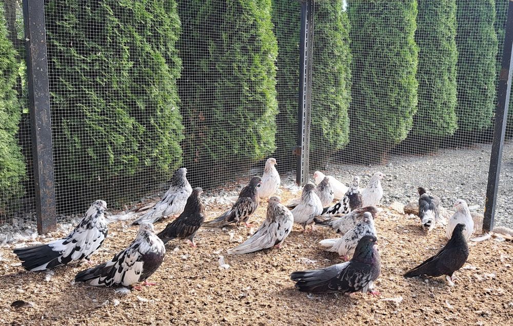 Gołebie szariki orliki mikolajewskie nikolajewskie kolorowe