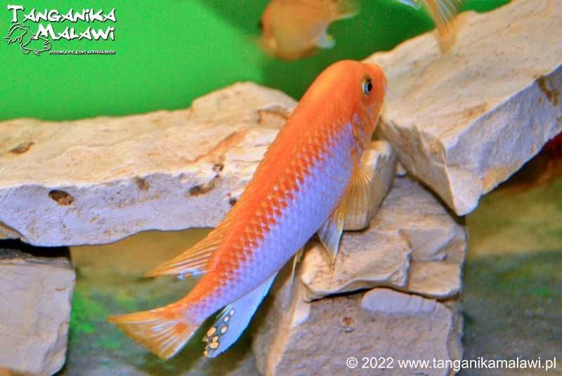 Pyszczaki Labidochromis sp.„hongi” Red Sunflower TanganikaMalawi