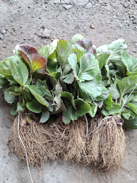 Sadzonki truskawek Falko