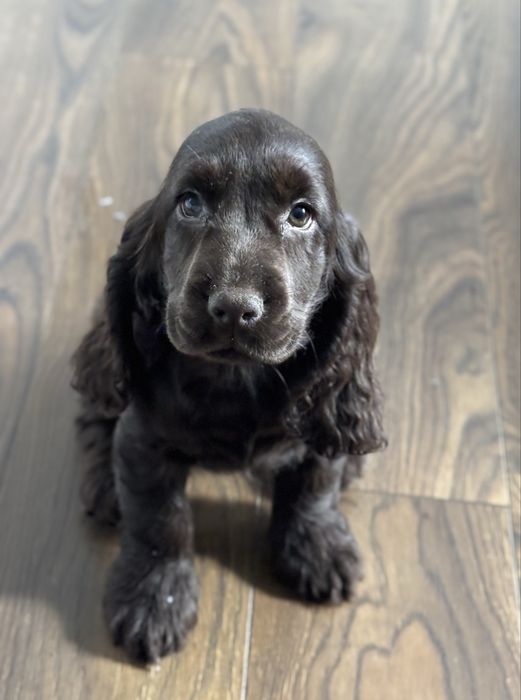 Suczka Cocker spaniel