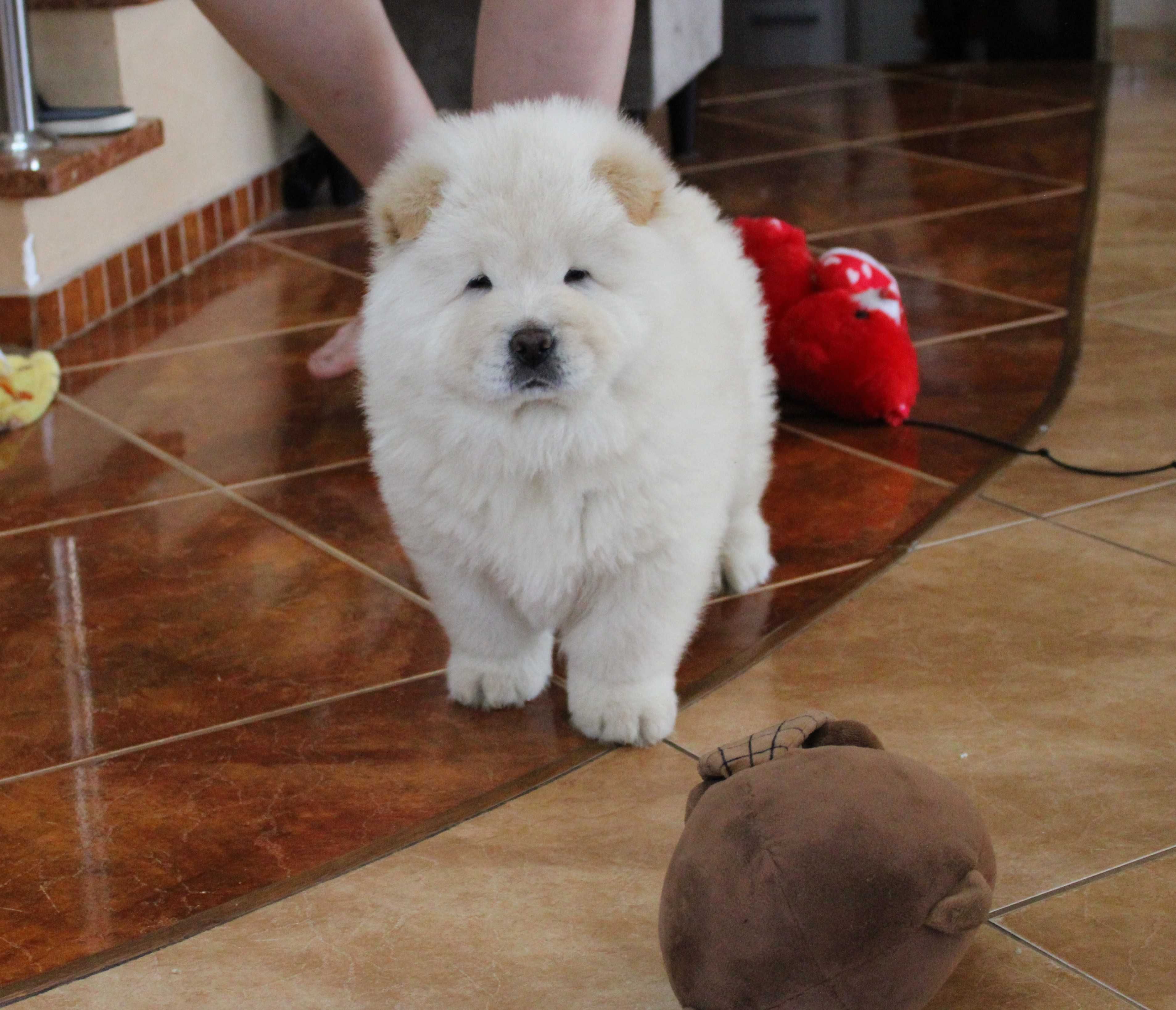 Piesek chow chow