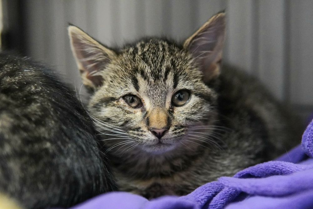 Cudowne kotki do pokochania, kot, kotek, kociak