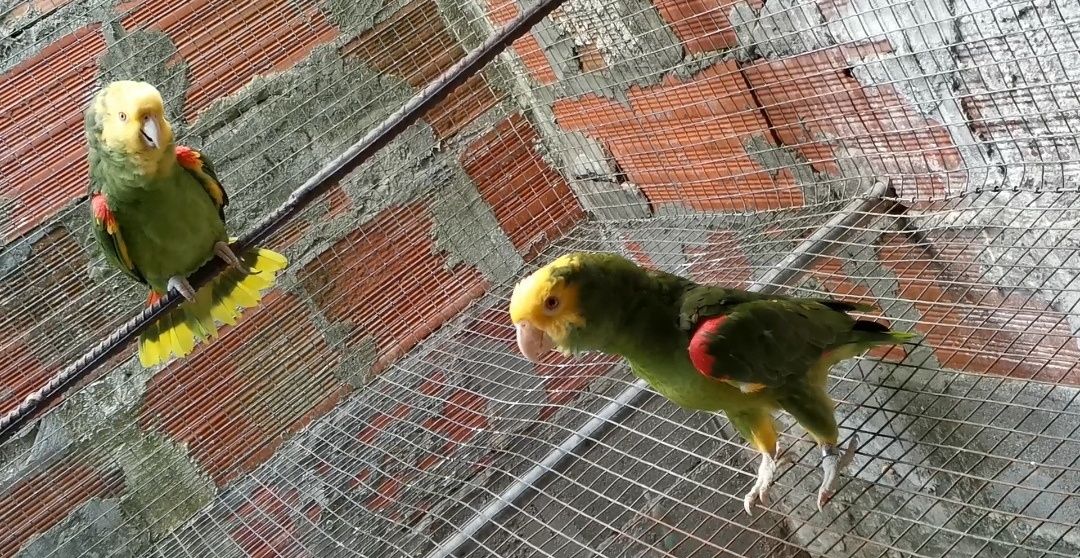 Casal de oratrix