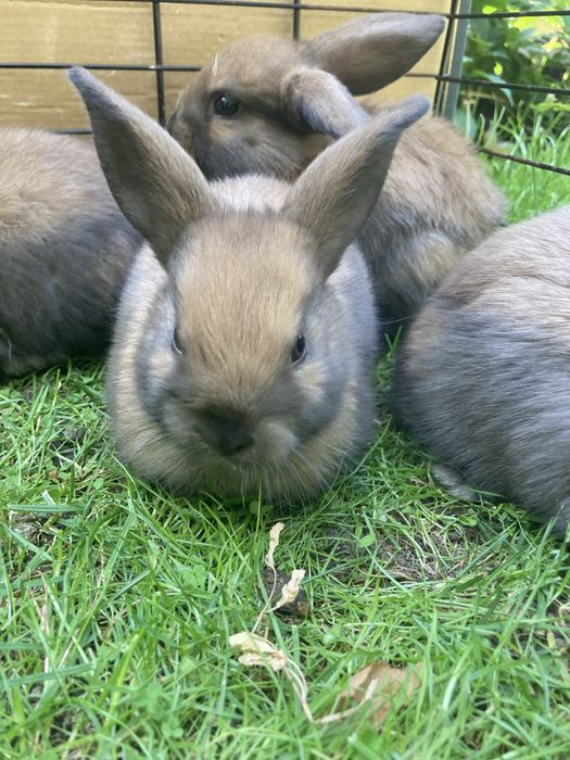 Króliczki mini lop