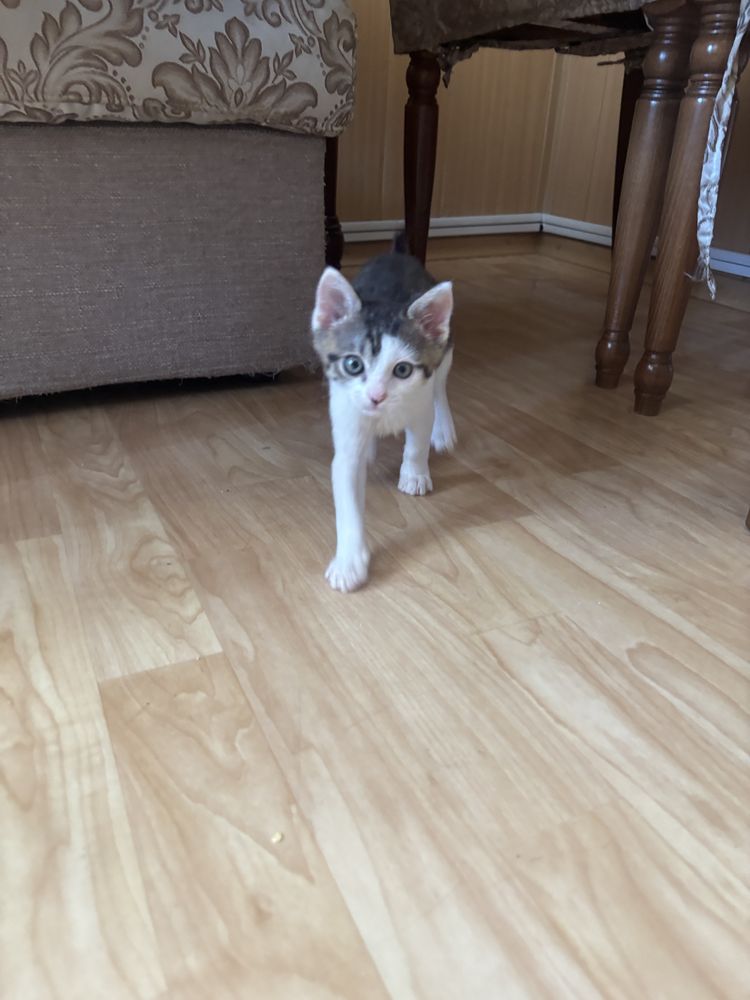 Котенок 2 месяца