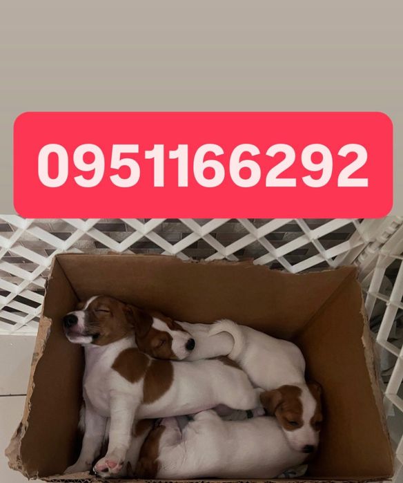 Цуценята джек рассел терьєр