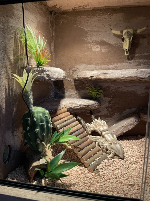 Gekon lamparci z terrarium