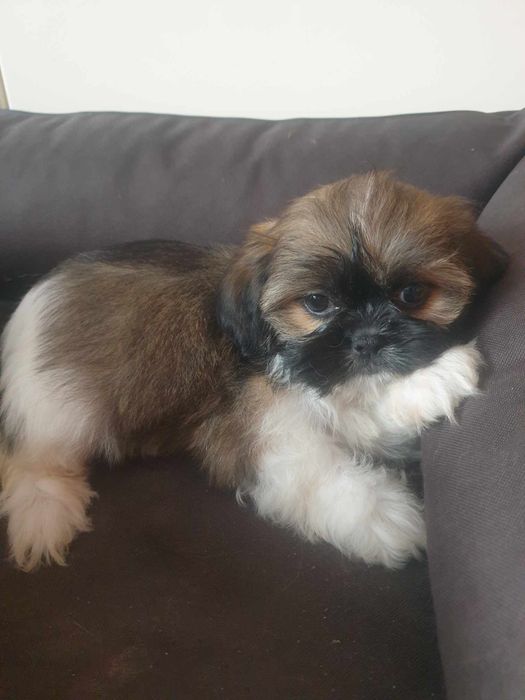 Shih tzu sprzedam tricolor
