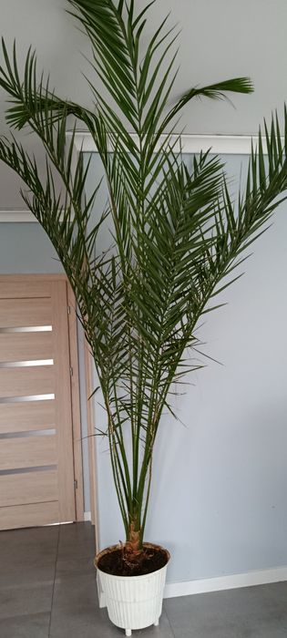 Kwiat palma daktylowa