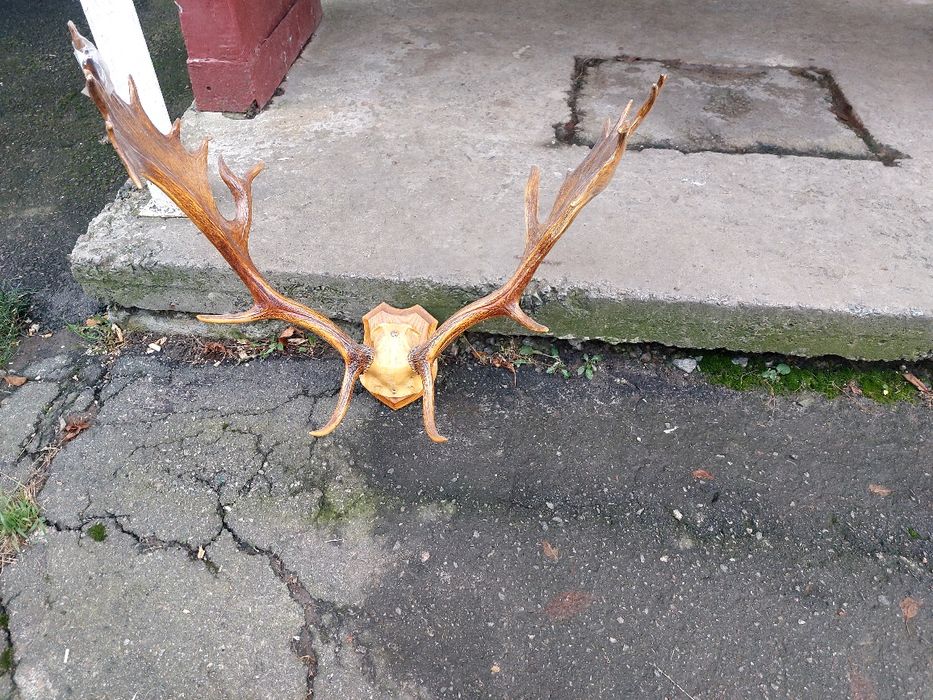 Великі роги лані