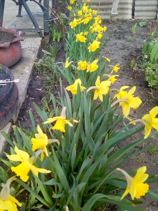 Багаторічні квіти