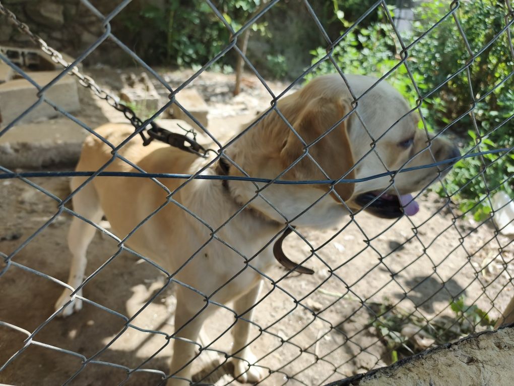 Cão labrador Puro