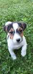 Jack russell terrier suczka nr.4 trikolor Stary sącz