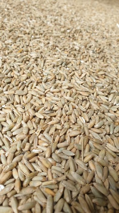 Żyto Piastowskie 1 tona populacyjne 2025