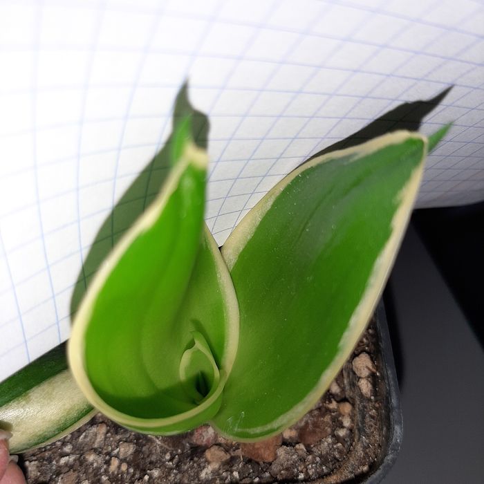 Sansevieria Haney Boney